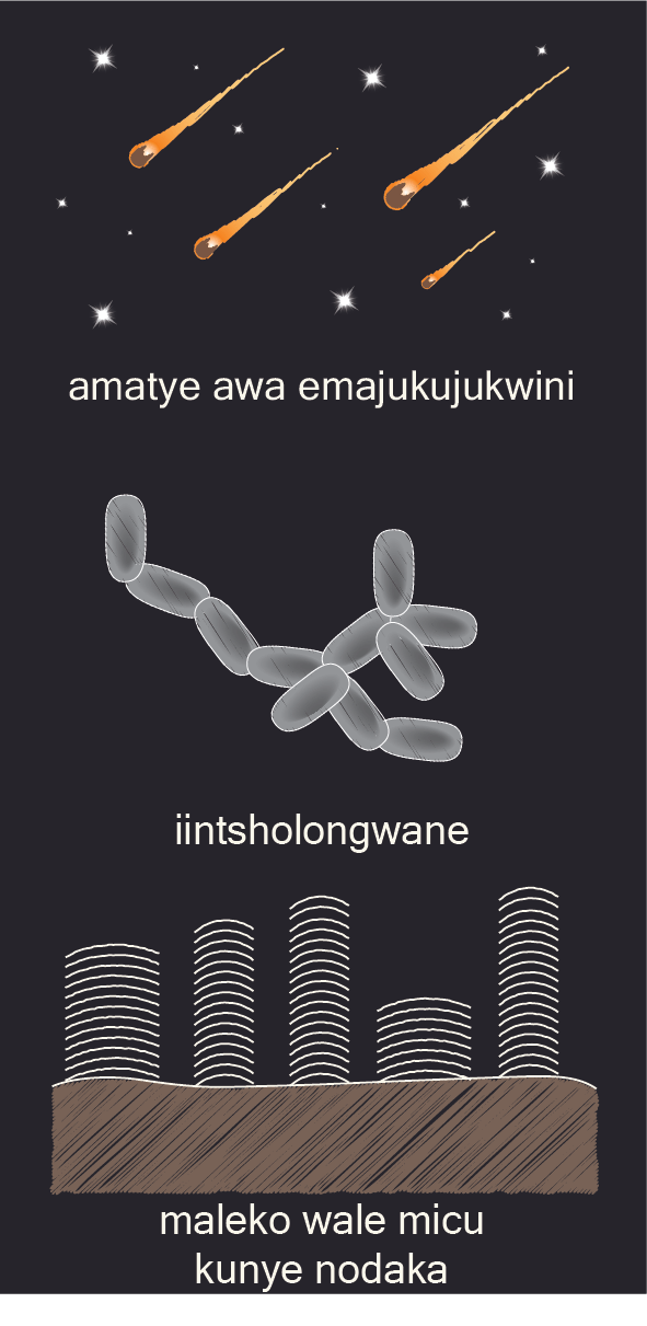 Iimpawu zokuqala zobomi